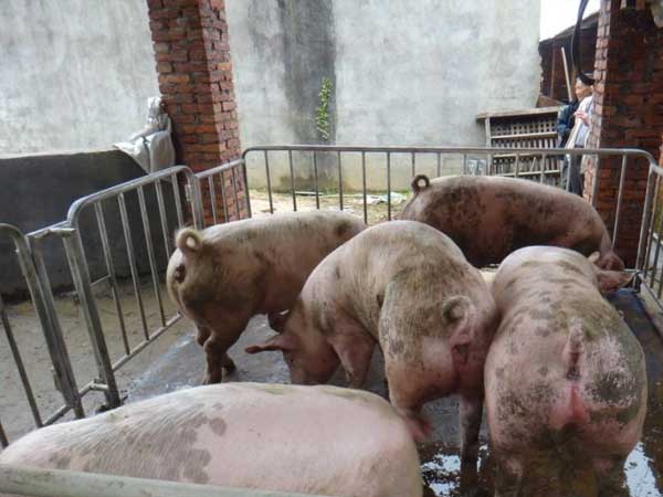安徽芜湖3000kg牲畜秤厂家安装调试完成