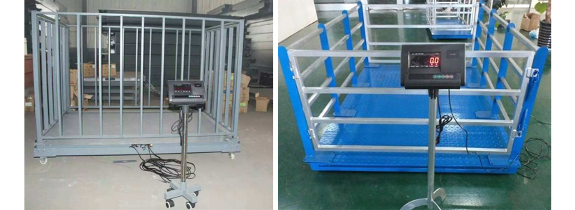 安徽芜湖3000kg牲畜秤厂家安装调试完成鲁南衡器牲畜秤生产厂家